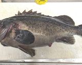 クロソイの塩昆布香味和え作り方1写真