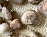 天日３時間で旨味強と栄養強の美味しい椎茸作り方6写真
