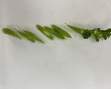 生春菊のシャキシャキサラダ作り方3写真