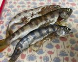 アマゴの唐揚げ作り方1写真