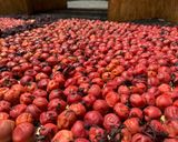 昔ながらの梅干し(塩分18%)作り方13写真