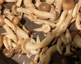 ほうれん草の白味噌ヨーグルト和え⭐︎作り方1写真