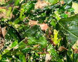 煮浸し風！時短簡単ほうれん草の出汁炒め作り方4写真