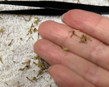 山椒の実下処理作り方11写真
