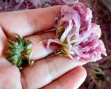 菊花と柚子のなます～小春日和風～作り方3写真