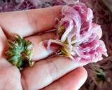 菊花と柚子のなます～小春日和風～作り方3写真