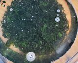 わかめのナムル(ひしお麹や醤油麹で)作り方1写真