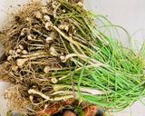 ノビルの醤油漬け作り方1写真