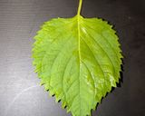 減塩もちもち炊き込み秋鮭ご飯作り方6写真