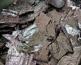 元海苔屋の娘が作る木更津江戸前あま海苔の佃煮作り方1写真
