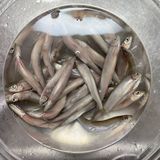 【旬の食材】わかさぎのフリット作り方1写真