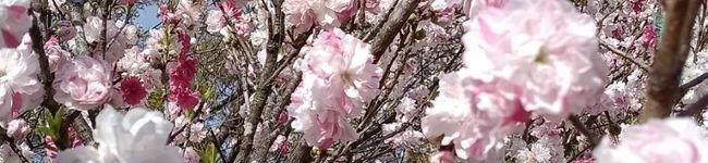 さちこごはんと時々わたし's header image