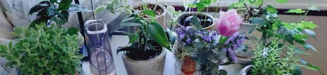yuikos's header image