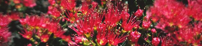 クックBR88ON's header image