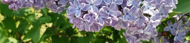 桃ツナ's header image