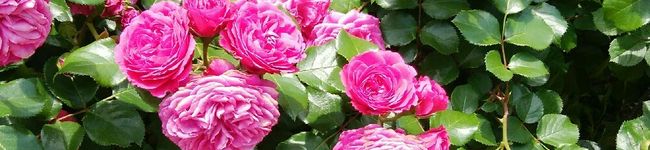 Y1101N's header image
