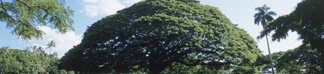 Richland☆Y's header image