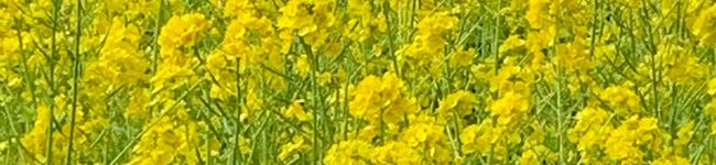 雪しろ1226's header image