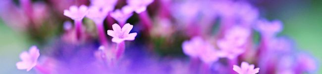 はーい♪ニャン太のママ's header image