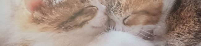 ♡さやすけ♡'s header image