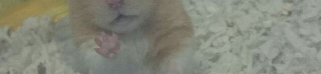 m1a2m1i1's header image