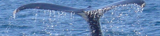 paqui's header image