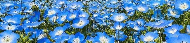 ＊…だいだい…＊'s header image