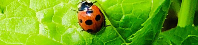 GreenL's header image