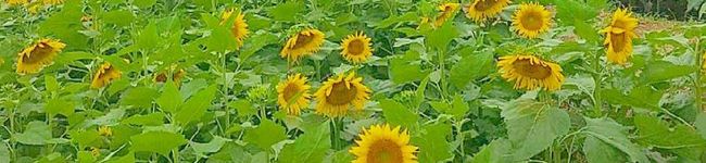 4人のmama's header image