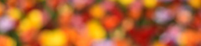 ちゃん・も's header image