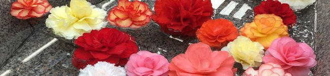 RosyPosy29's header image