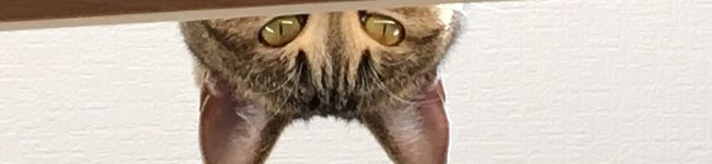 オランジェのばあや's header image