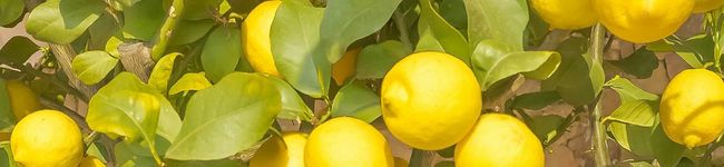 CookieMao's header image