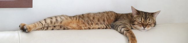 MIni♡MIni♡'s header image