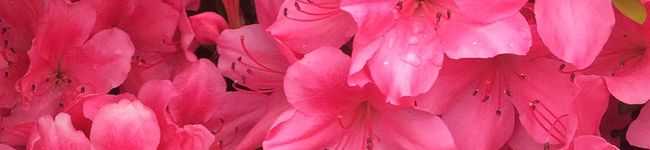 chaccon♡'s header image