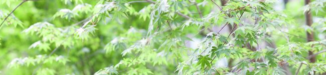 しょーちゃま's header image