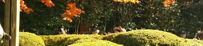 Sachikoys's header image