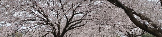 xxmiyaxx's header image