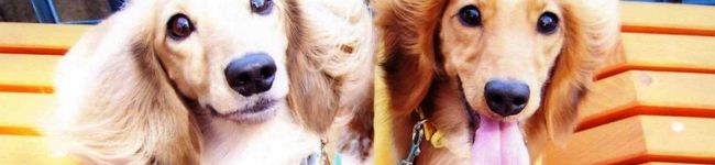 fankina's header image