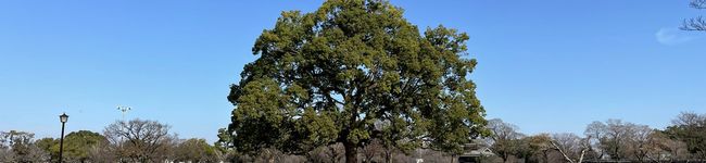 m_yomogi's header image