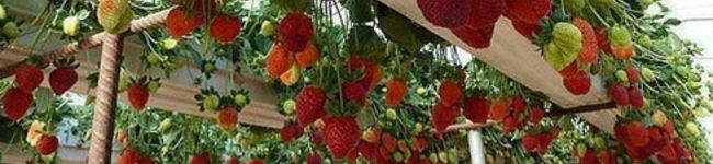 JunGolden's header image