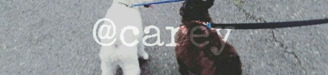 ＠carey's header image
