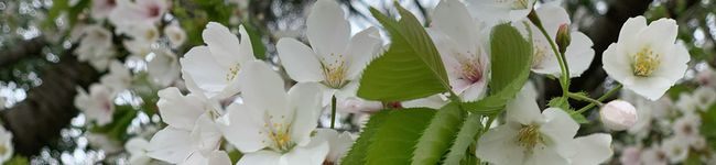 kanary1102's header image