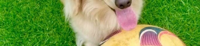クウとクッキング's header image