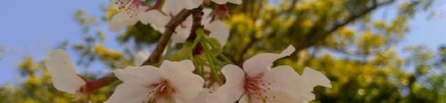 伊豆在住台湾人妻's header image