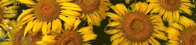 mamapippi's header image