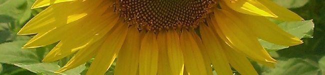 クックめめまめ's header image