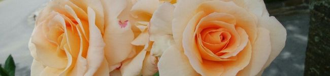 ☆ままん's header image