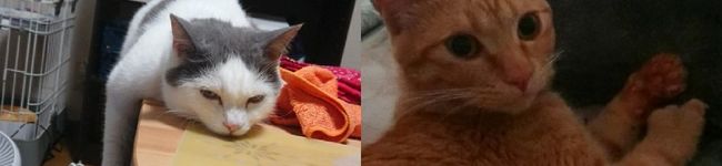 猫しゃん☆'s header image