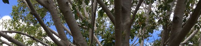 Mamaroo's header image